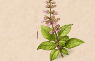 Hương nhu